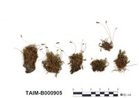 藏品(黃色真苔)的圖片